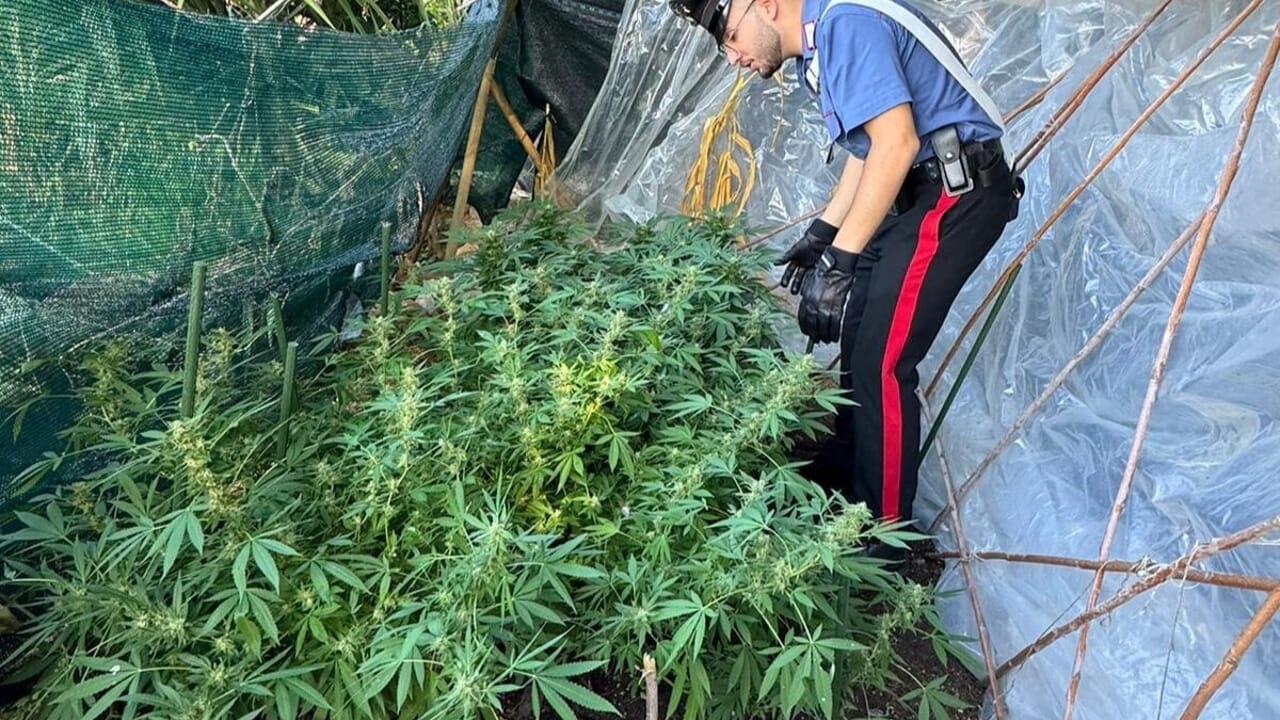 Roma, scoperta una serra domestica di marijuana a Montelibretti
