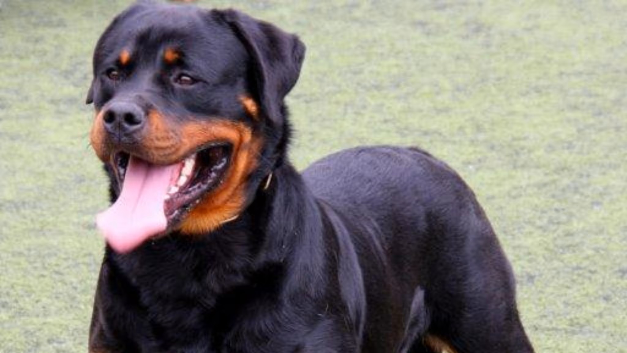 Paura ad Anzio, il rottweiler della nonna azzanna i nipotini di 8 e 10 anni