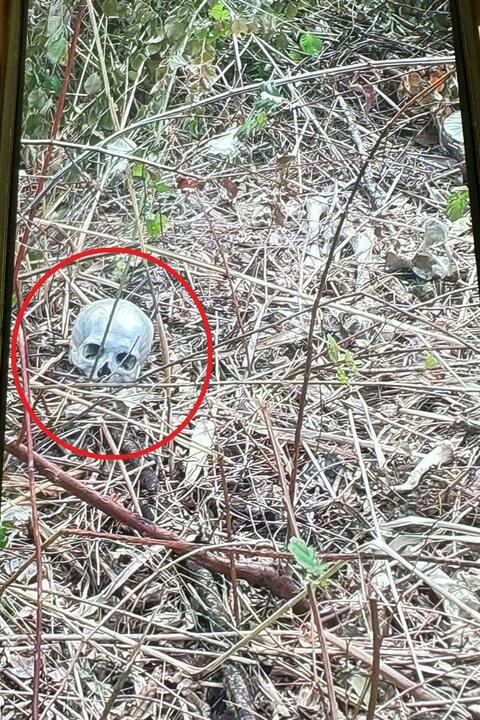 Un teschio e ossa umane ritrovati nel bosco all’Aurelio: è giallo