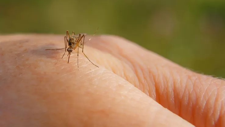 West Nile, sale la preoccupazione: sono 5 le vittime, 16 i contagi nel Lazio