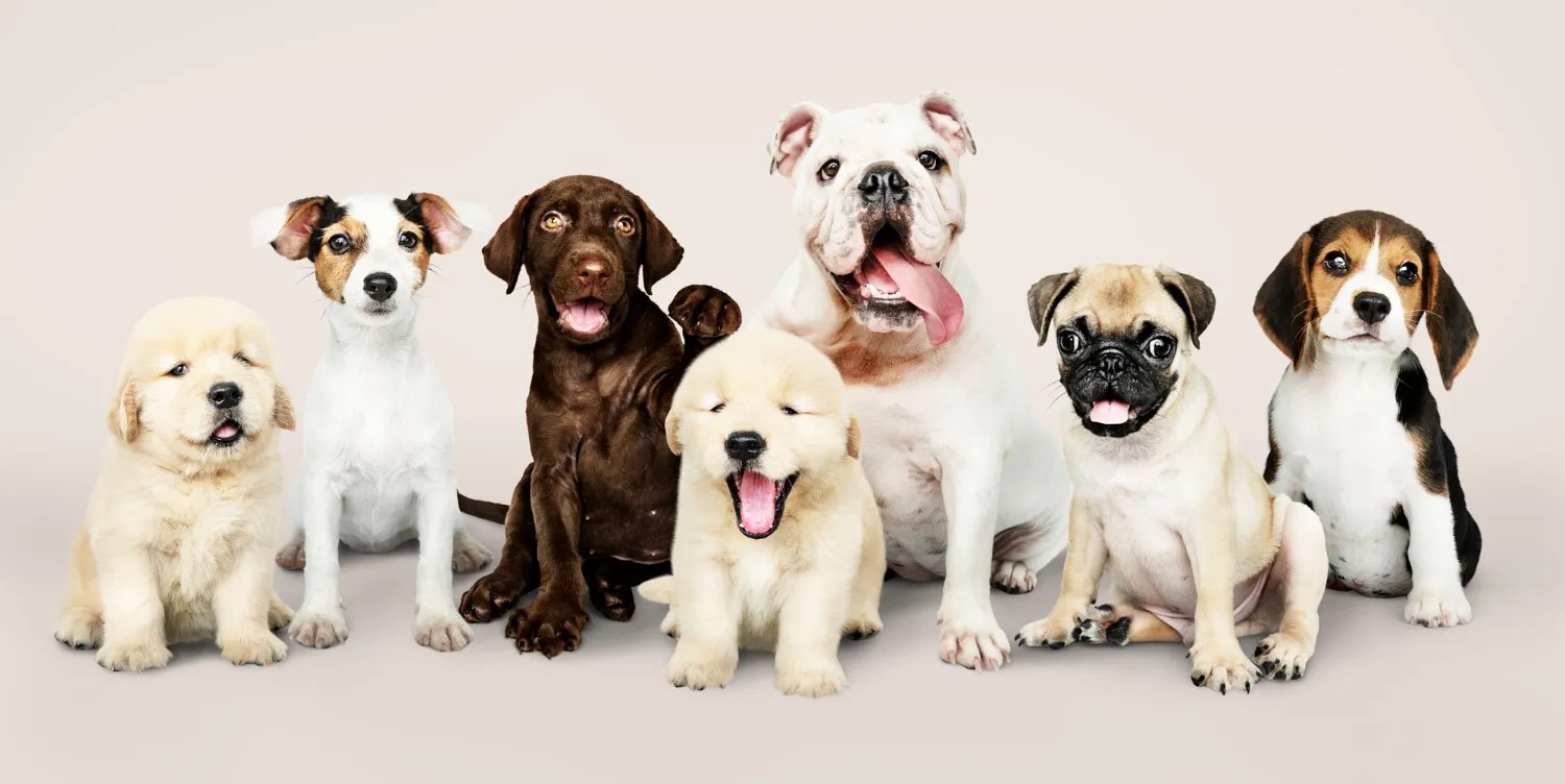 A Roma cresce la passione per i cani: sono ormai 250mila