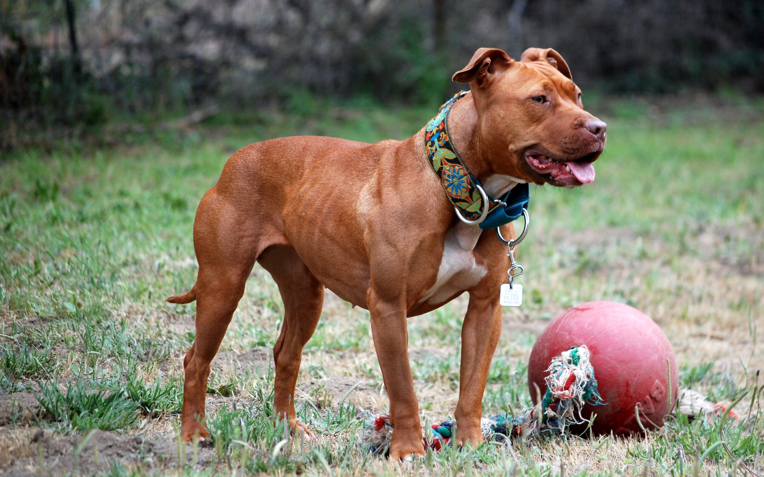 Roma, pitbull attacca un ragazzino, salvato da un automobilista