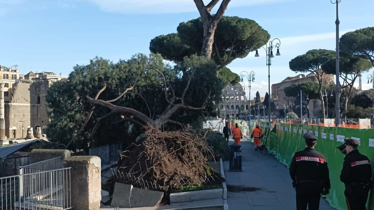 Roma, paura ai Fori Imperiali: crolla pino e ferisce tre passanti