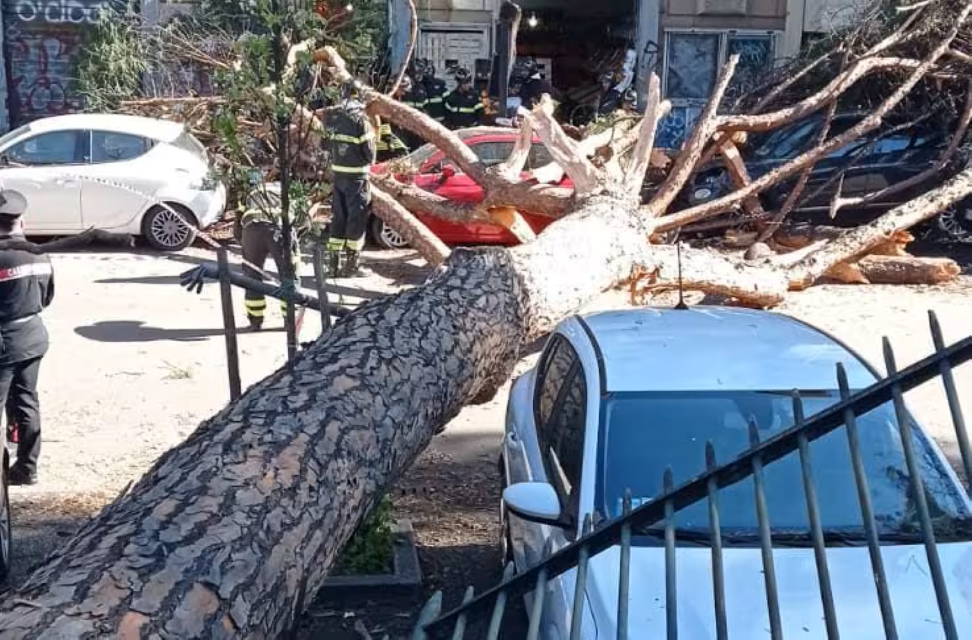 Roma, crolla un pino a San Lorenzo: 2 feriti e polemiche sulla sicurezza degli alberi