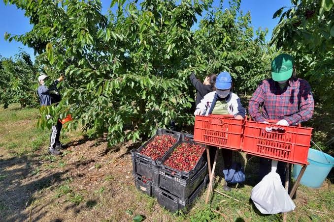Blitz dei Carabinieri nell’Agro Pontino sulla sicurezza del lavoro nei campi