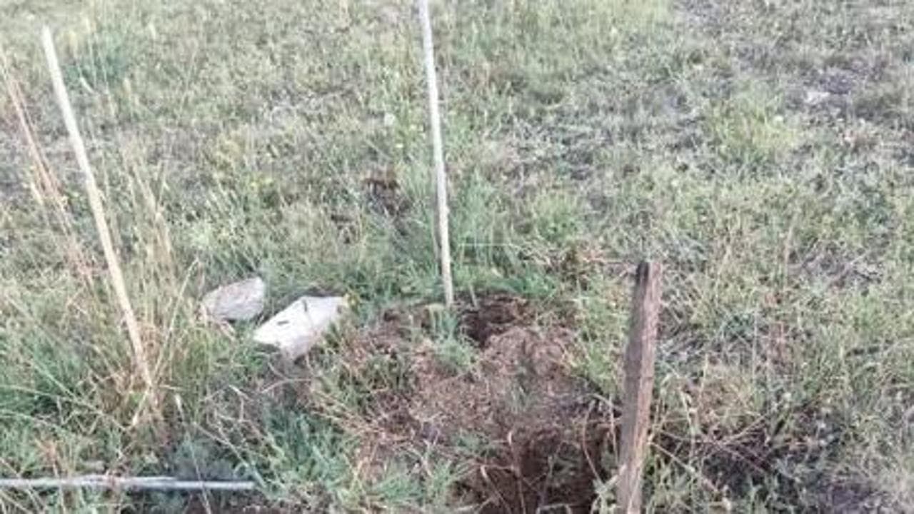 Ladri di alberi a Roma: rubati gli ulivi piantati in ricordo di chi non c’è più